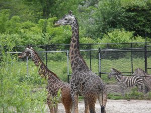 Giraffes Kansas City Zoo
